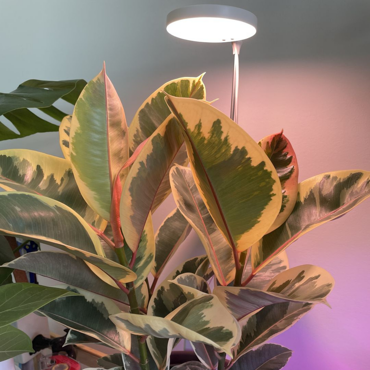 Rubber plant growing under the Adjustable LED Plant Light
