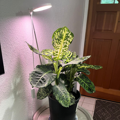 Dieffenbachia in a black pot under the Adjustable LED Plant Light