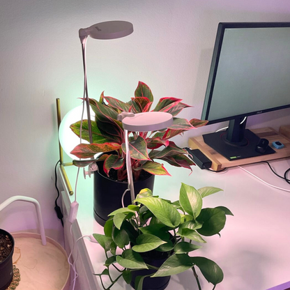 Adjustable LED Plant Light over a pothos on a home office desk
