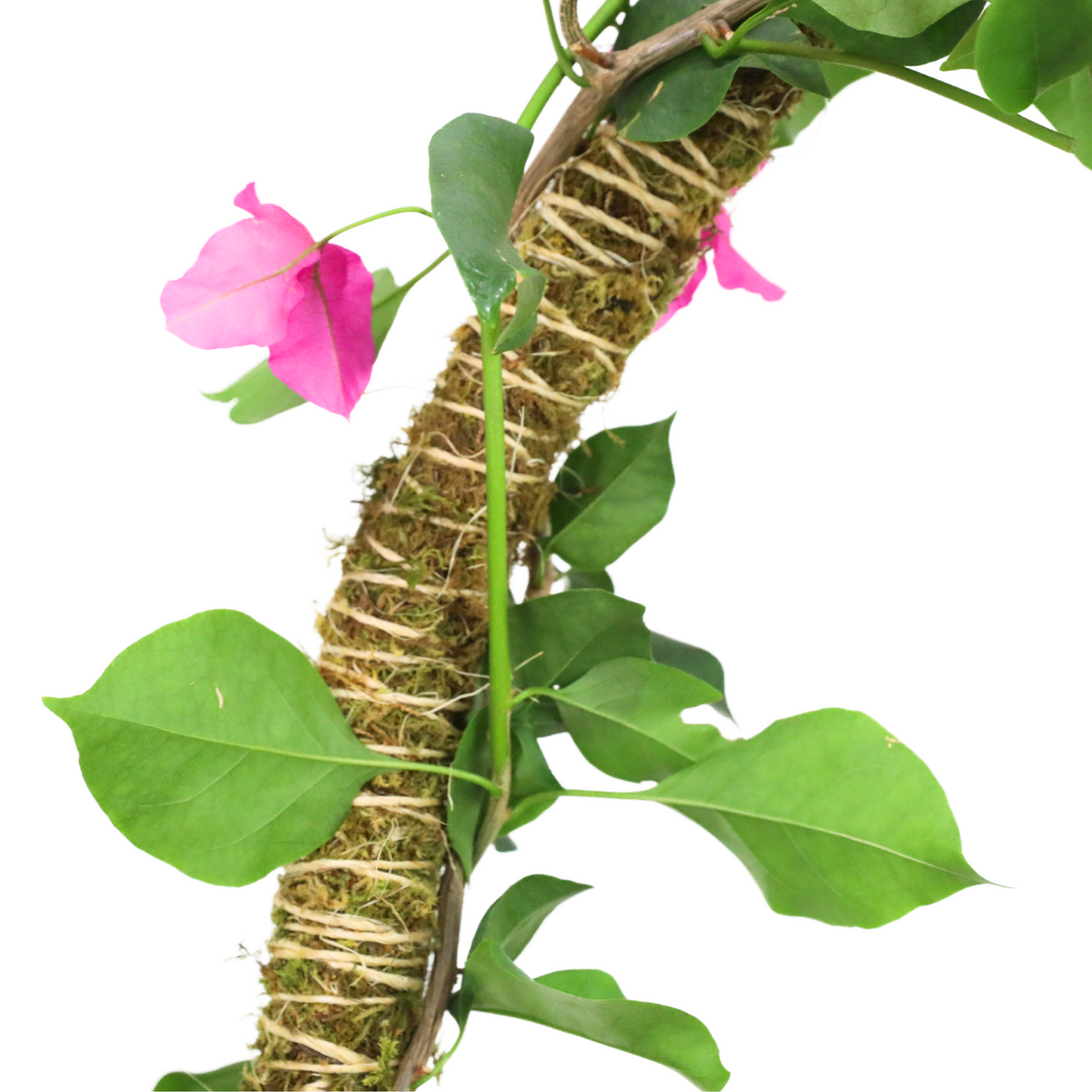 The Bendable Moss Pole™ THIN - Ultimate Starter Pack - Mossify