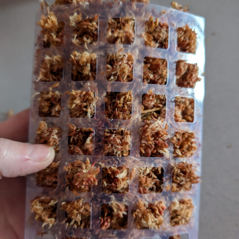 Mousse de sphaigne de qualité supérieure