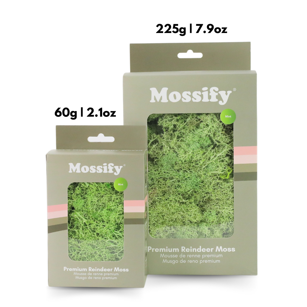 Premium Preserved Reindeer Moss - Mossify