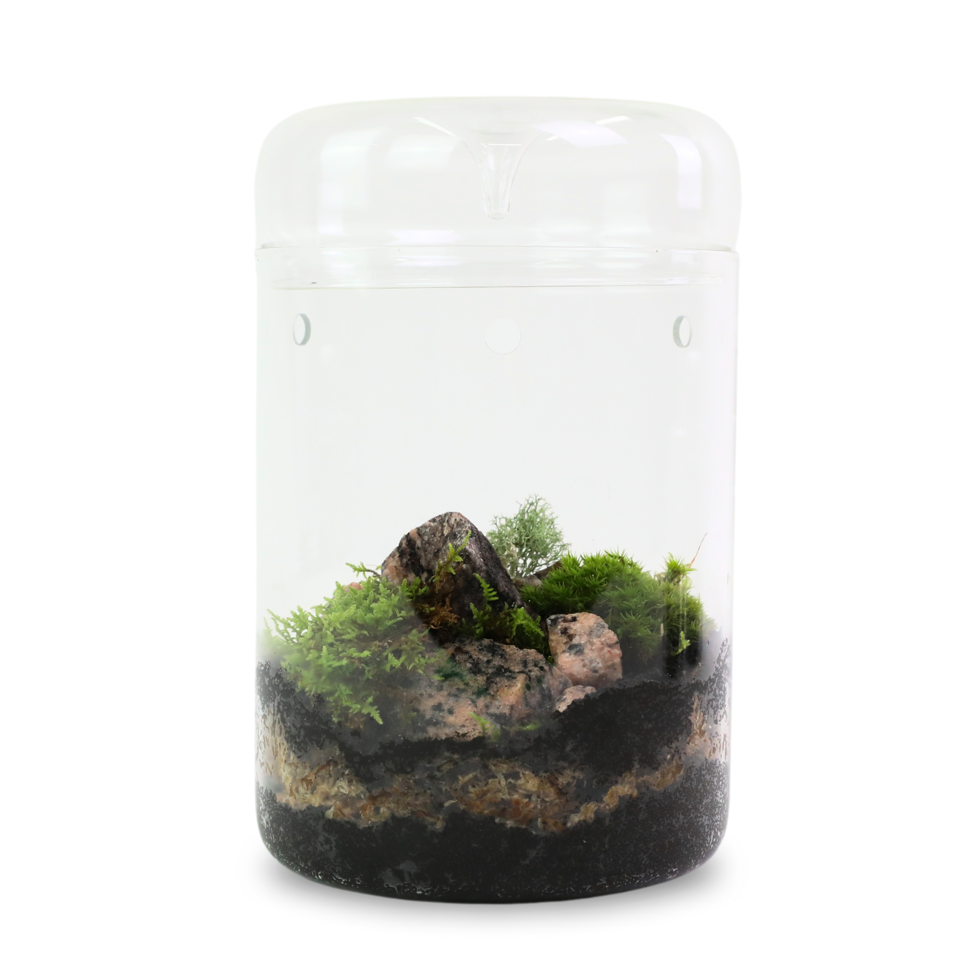 Mossify ReVita-Moss