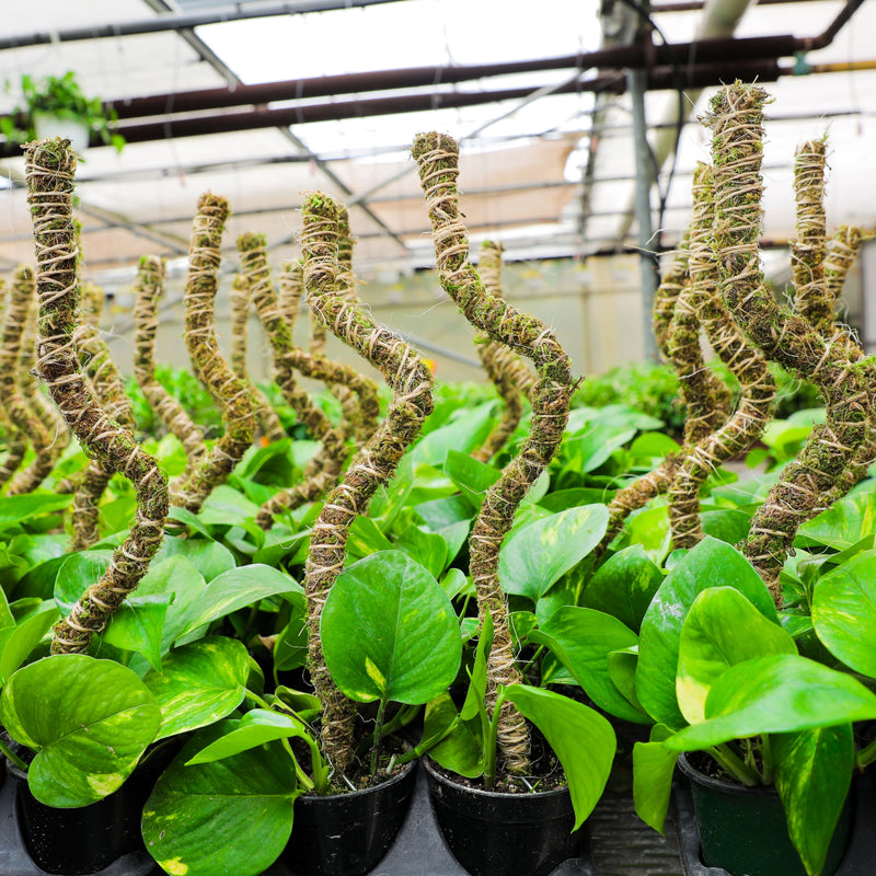 money plant on moss stick The Bendable Moss Pole™ THIN – Bulk 50-Pack