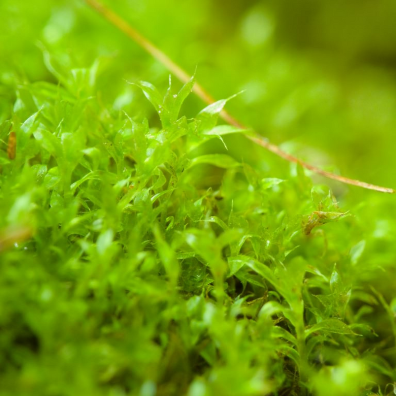 Moss Grower Pack - For the Sun - Mossify
