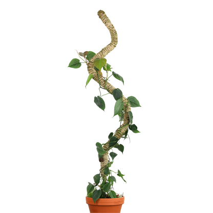The Original Bendable Moss Pole™ - Best Seller (Pins Included) - Mossify