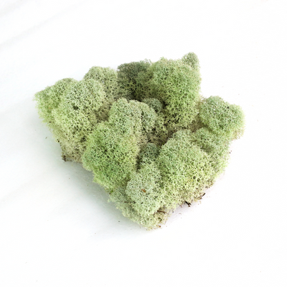 Natural Canadian Reindeer Moss - Revita-Moss - Mossify