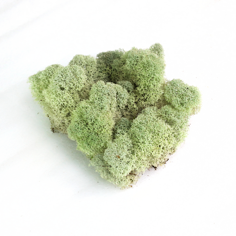 Natural Canadian Reindeer Moss - Revita-Moss - Mossify