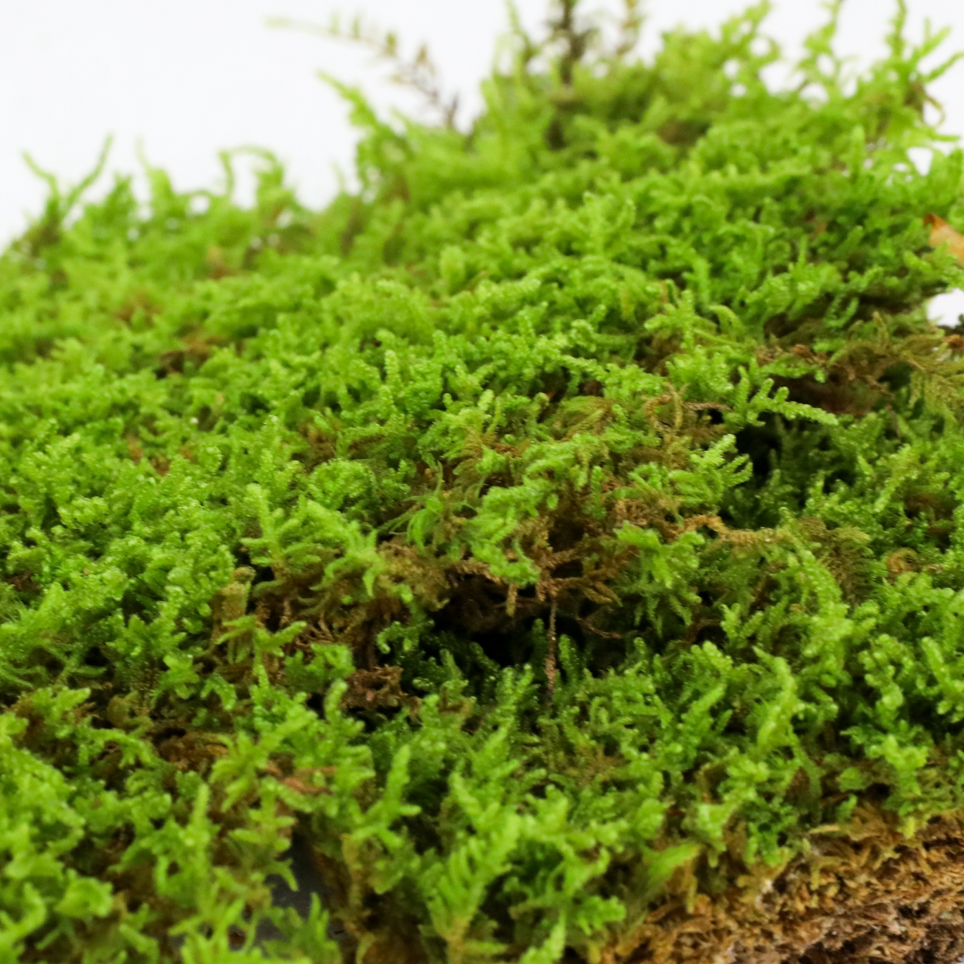 Natural Carpet Moss — Mossify