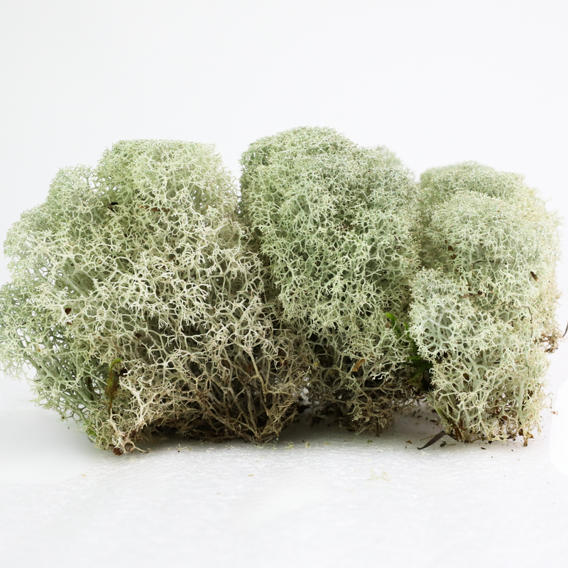 Natural Canadian Reindeer Moss - Revita-Moss - Mossify