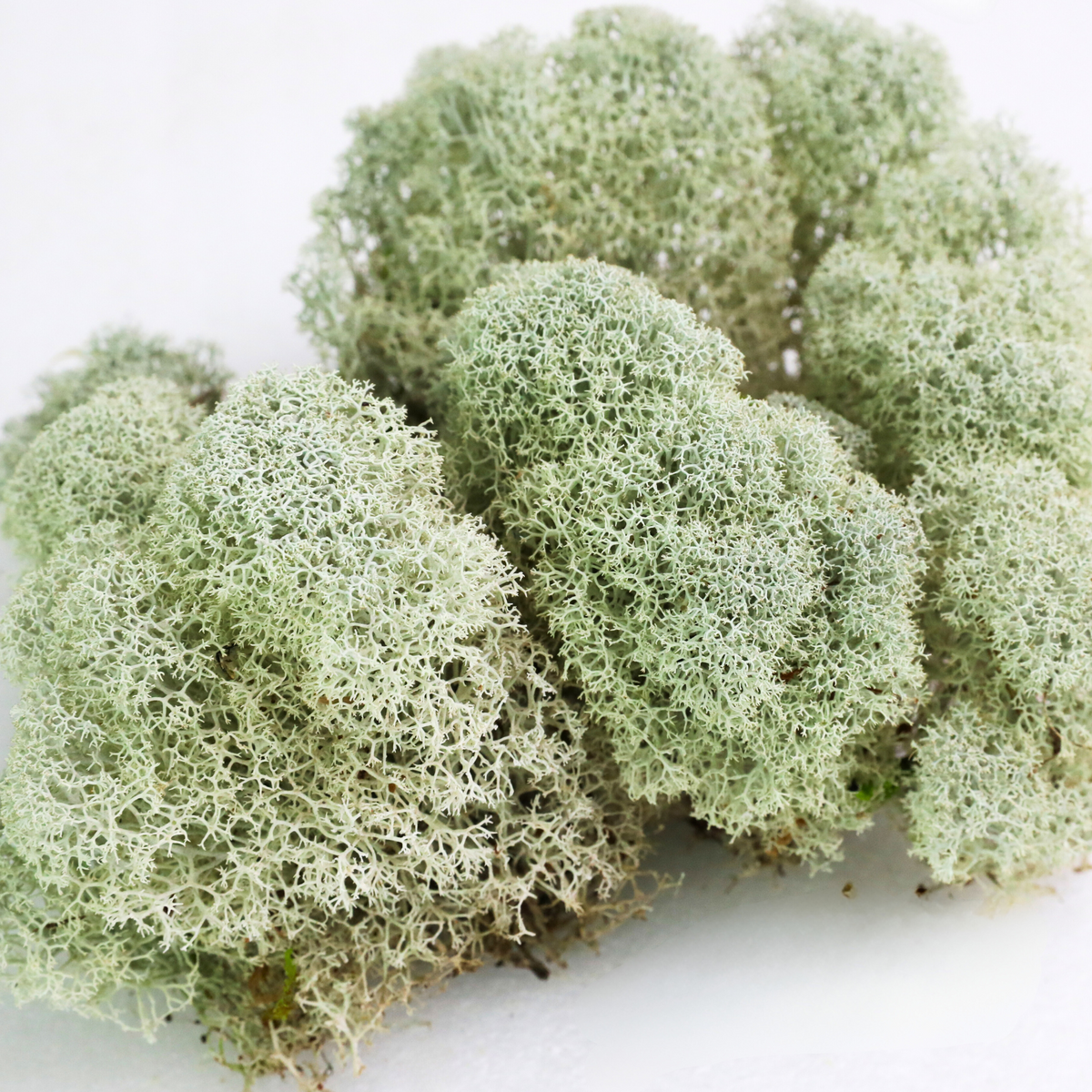 Natural Canadian Reindeer Moss - Revita-Moss - Mossify