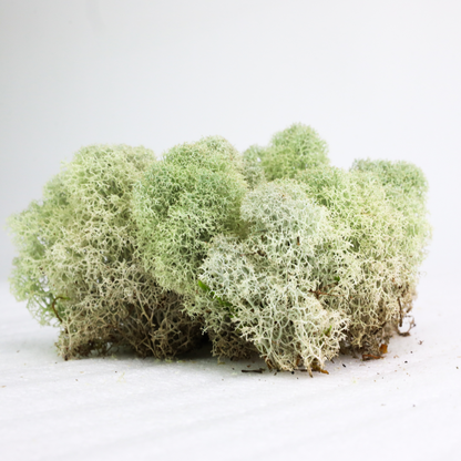 Natural Canadian Reindeer Moss - Revita-Moss - Mossify