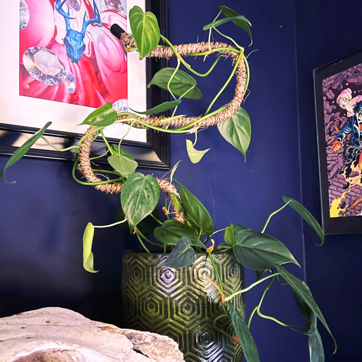 The Original Bendable Coir Pole™ - Best-seller (ruban inclus) 