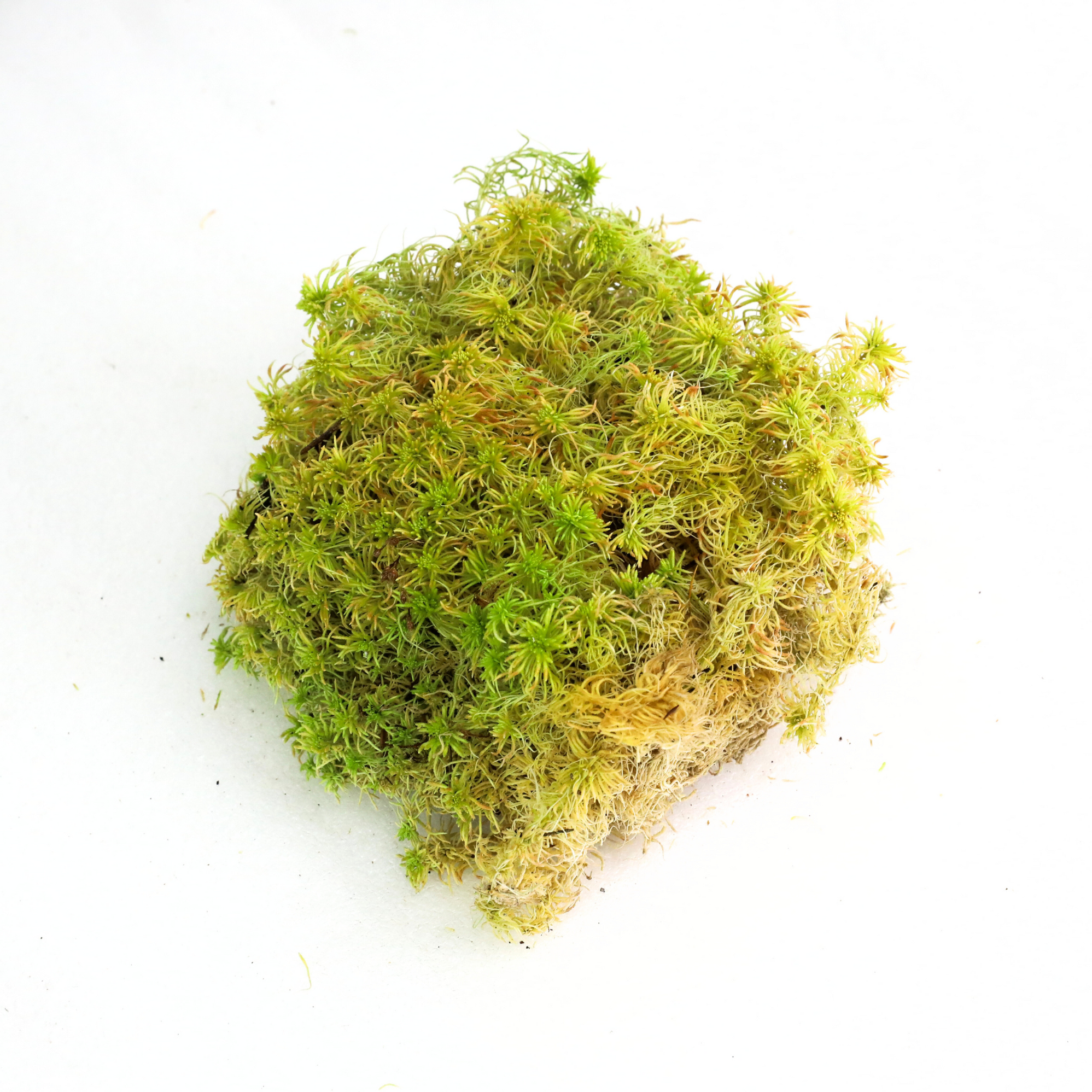 Moss Farm — Mossify