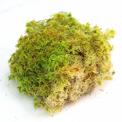 Natural Canadian Sphagnum Moss - Revita-Moss - Mossify