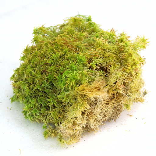 Natural Canadian Sphagnum Moss - Revita-Moss - Mossify