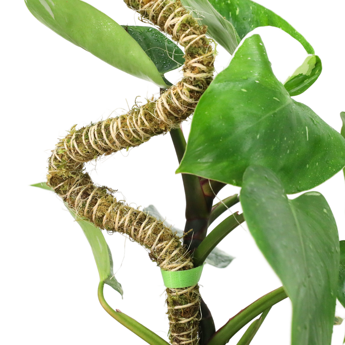 The Bendable Moss Pole™ 𝘛𝘏𝘐𝘕 - Mossify