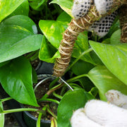 The Bendable Moss Pole™ THIN – Bulk 50-Pack - Mossify