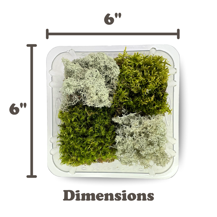 Revita-Moss Mixed Pack