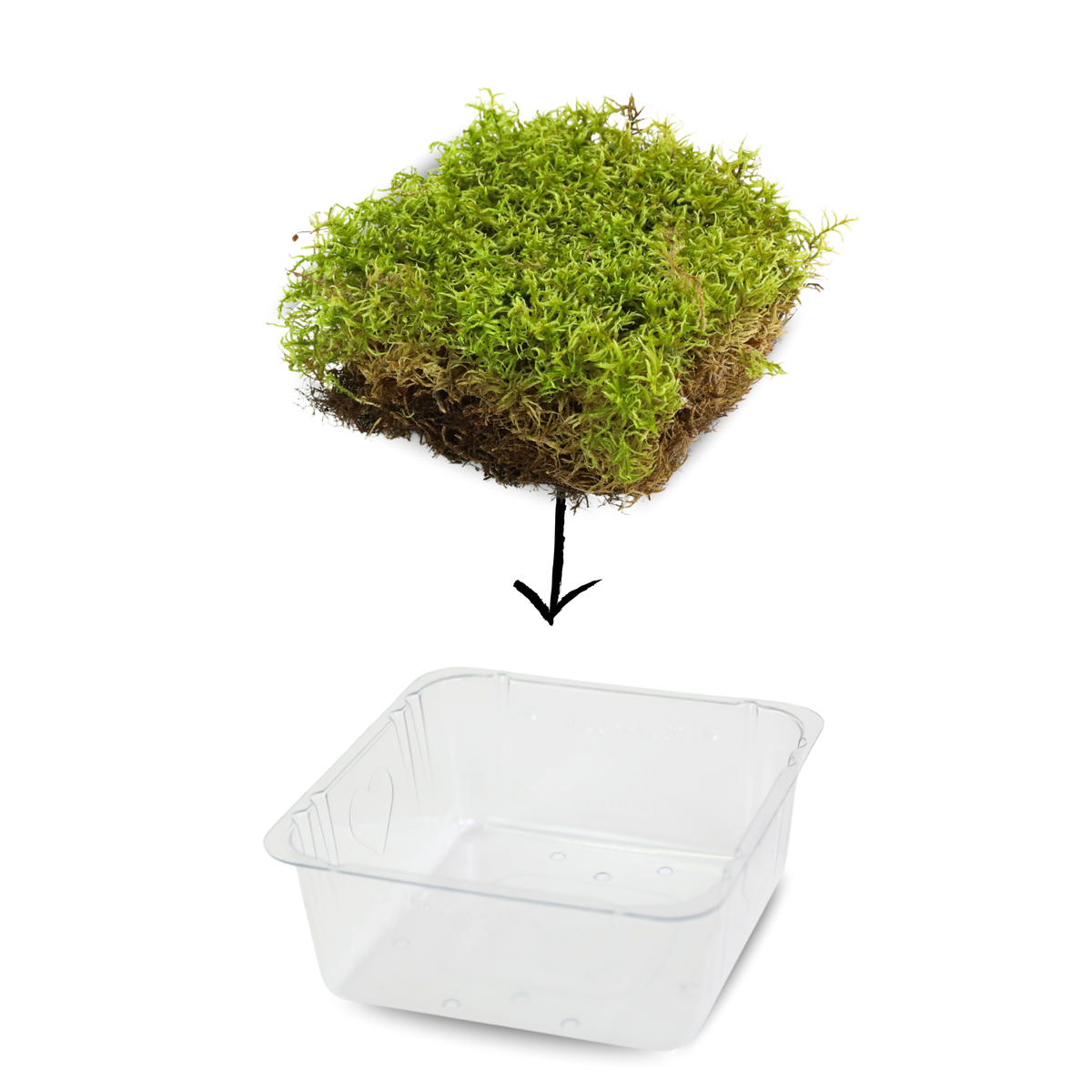 Natural Canadian Forest Moss - Revita-Moss (Pleurozium schreberi) - Mossify