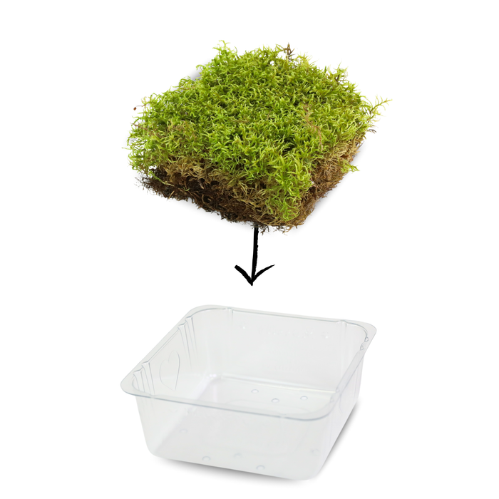 Mousse de forêt naturelle (Pleurozium schreberi)