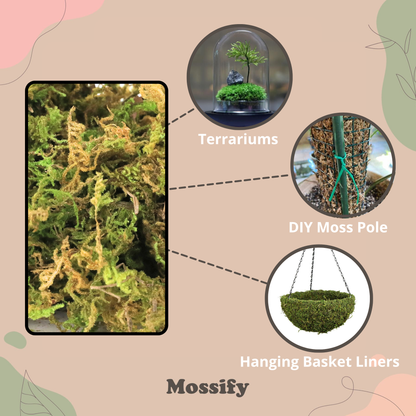 Premium Natural Forest Moss - Mossify