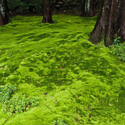 Growable Moss for the Shade - Mossify