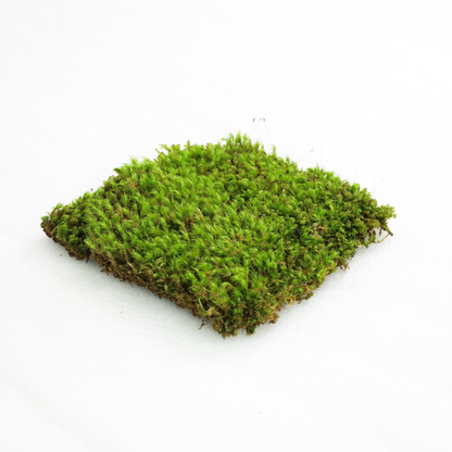 Mood Moss - Revita-Moss (Dicranum) - Mossify