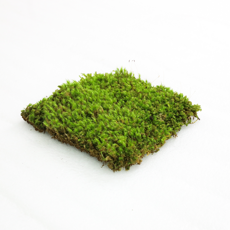 Mood Moss - Revita-Moss (Dicranum) - Mossify