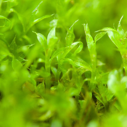 Growable Moss for the Shade - Mossify