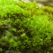 Value Pack - Growable Moss for the Sun - Mossify