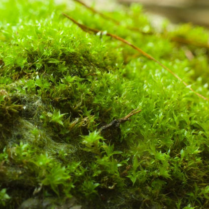 Value Pack - Growable Moss for the Sun - Mossify