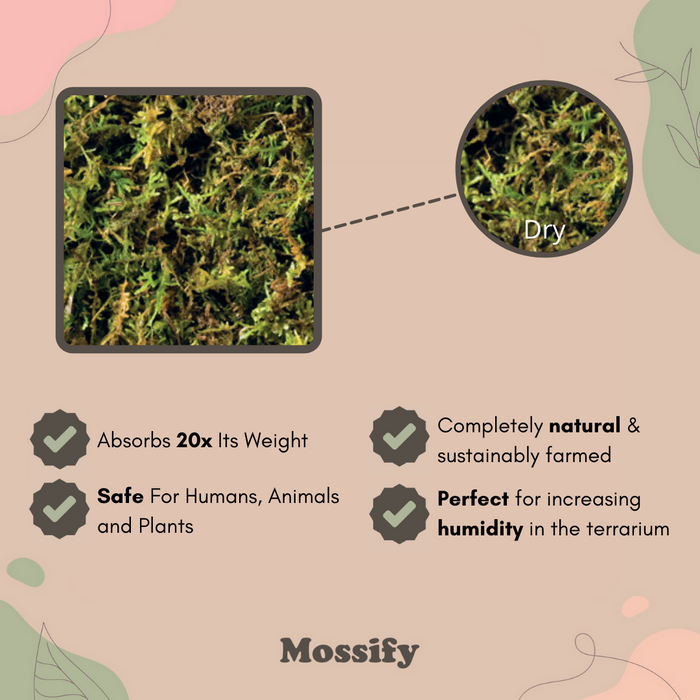 6 Pack - Premium Natural Forest Moss
