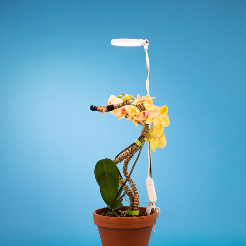Indoor Plant Care Pack - Mossify