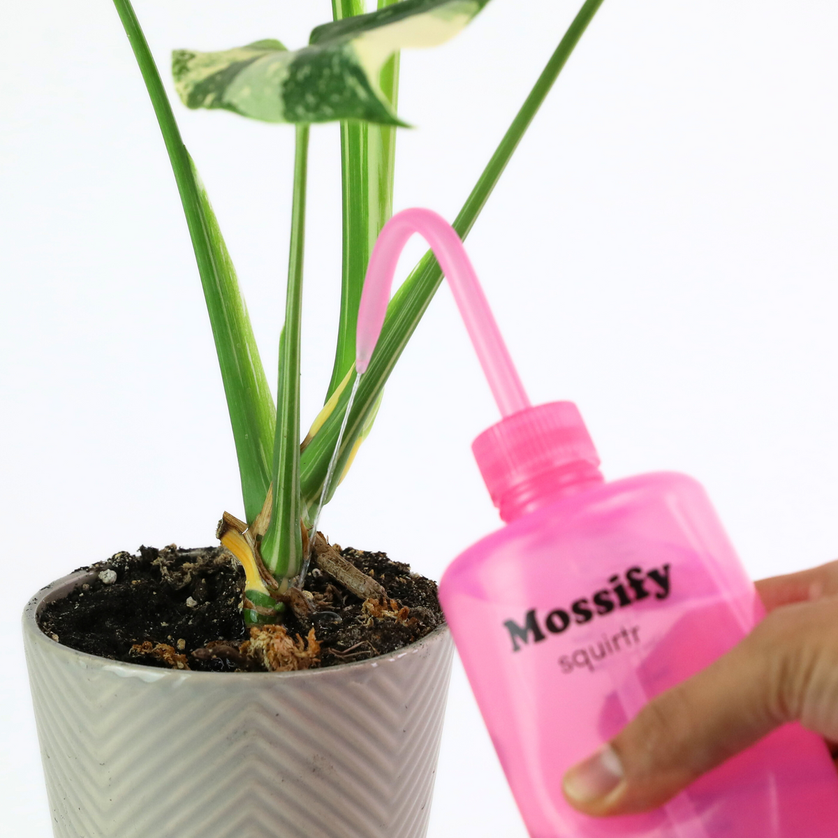Mossify squirtr - Mossify