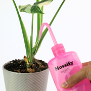 Mossify squirtr - Mossify