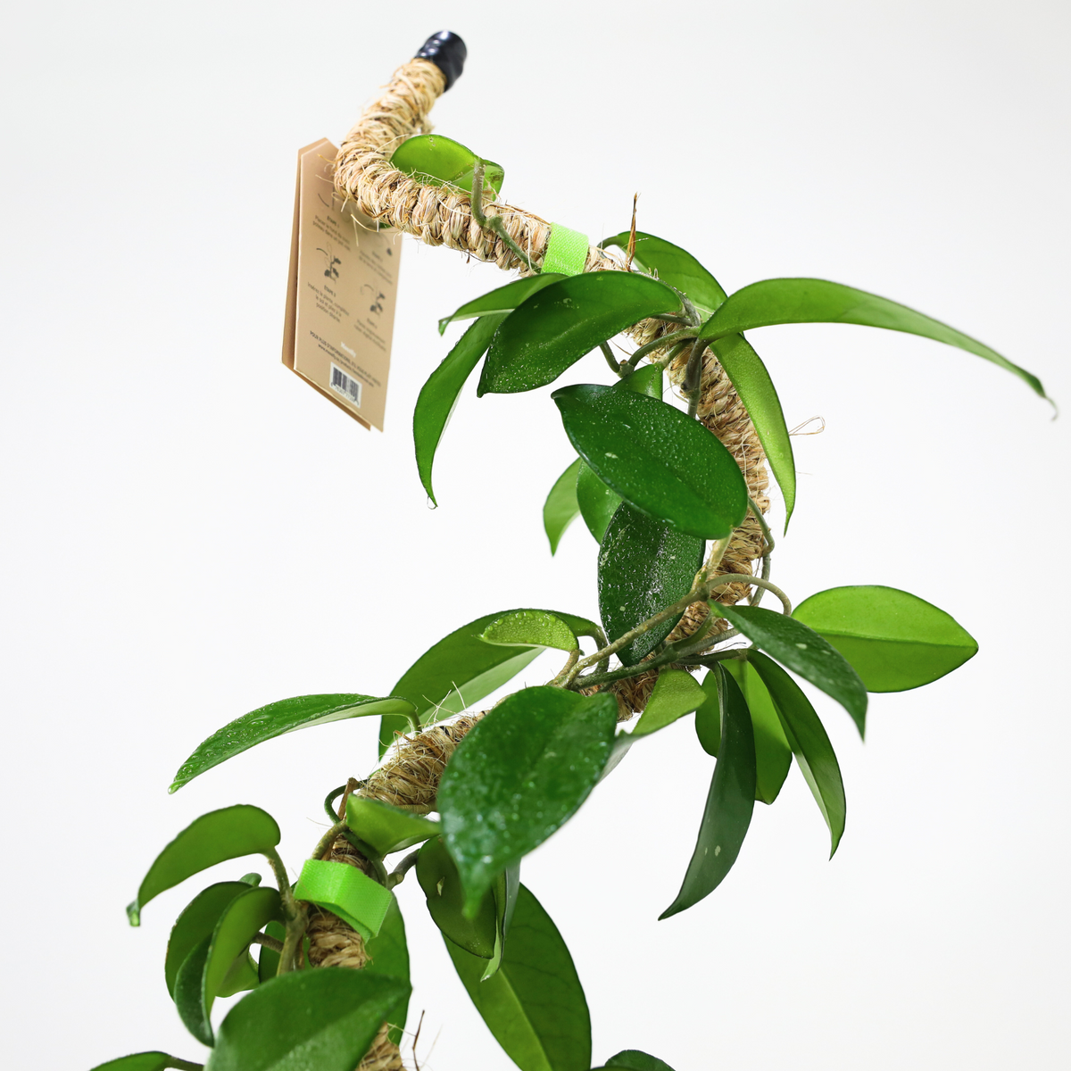 The Original Bendable Coir Pole™ - Best-seller (ruban inclus) 