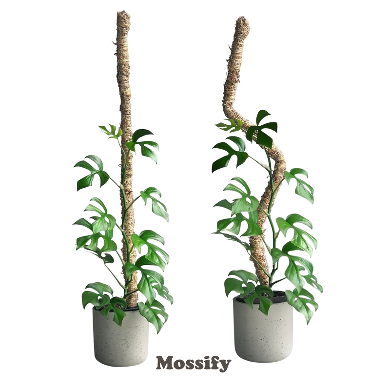 The Original Bendable Moss Pole™ - Ultimate Starter Pack - Mossify