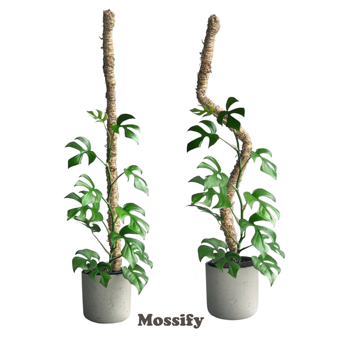 6 Count - Mossify Pole Lover Package Deal