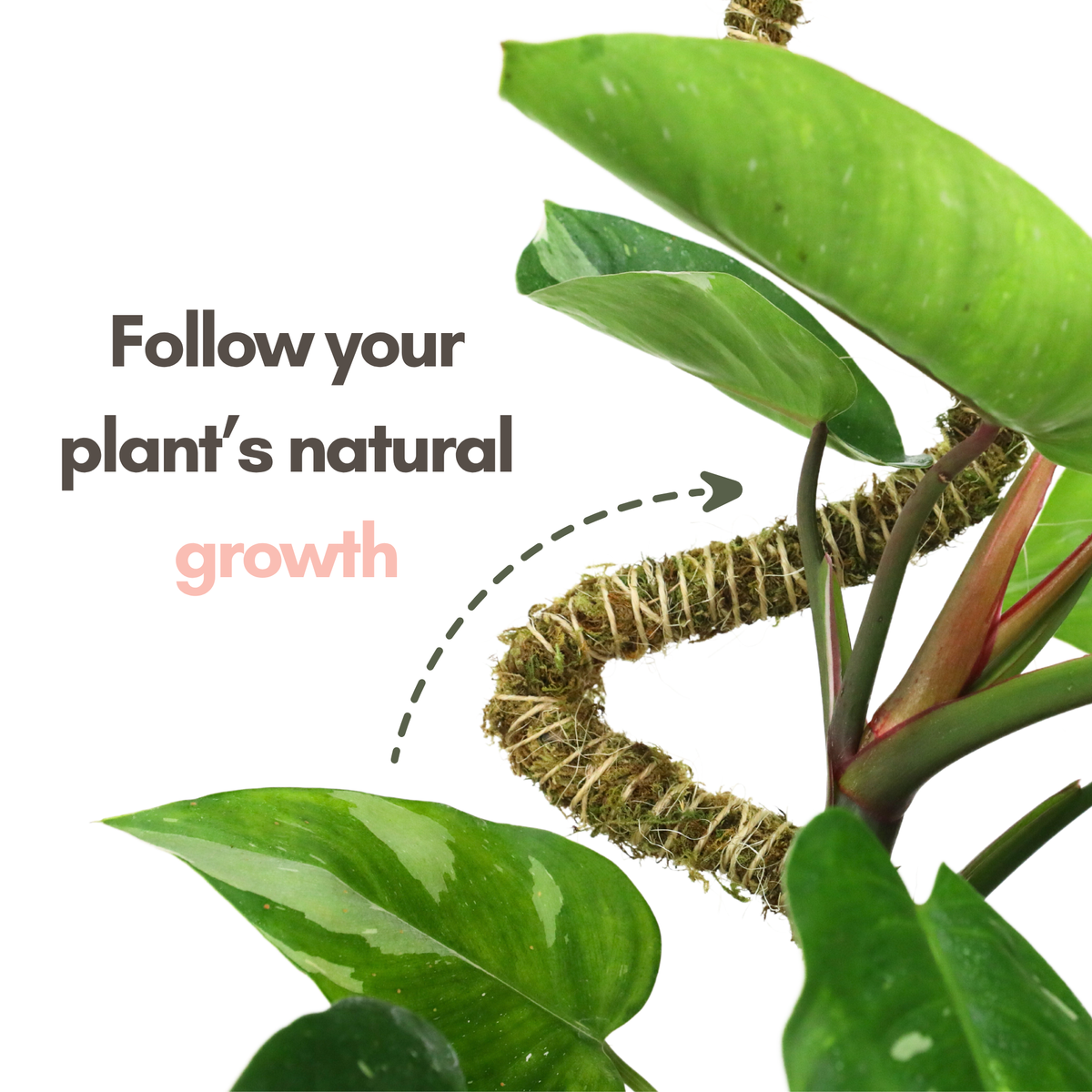 The Bendable Moss Pole™ 𝘛𝘏𝘐𝘕