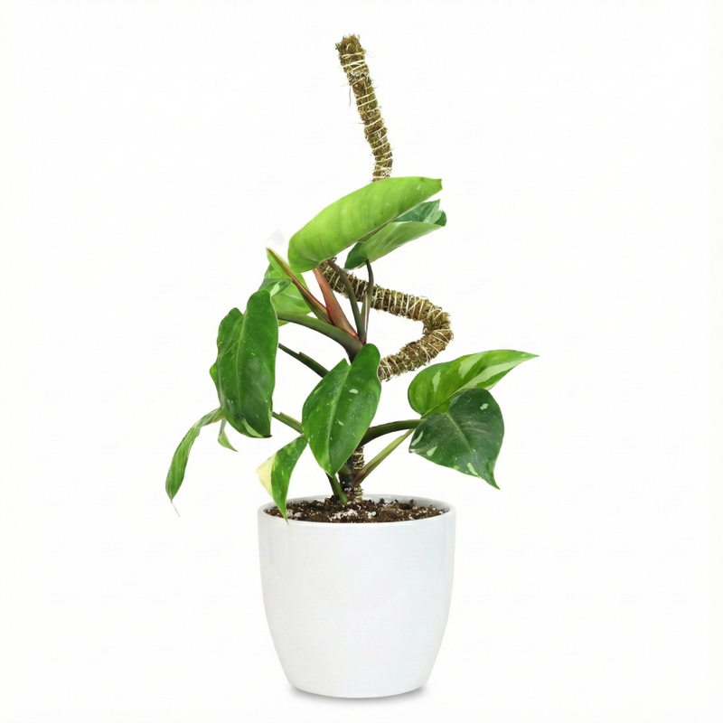 Le Bendable Moss Pole™ THIN