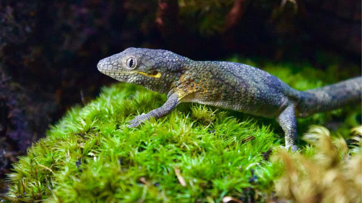 Gecko resting on a mound of live moss