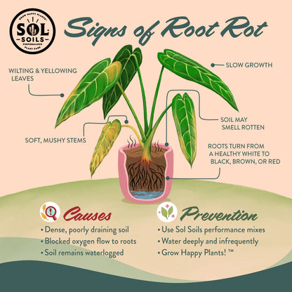 Sol Soils infographic on the signs, causes and prevention of root rot