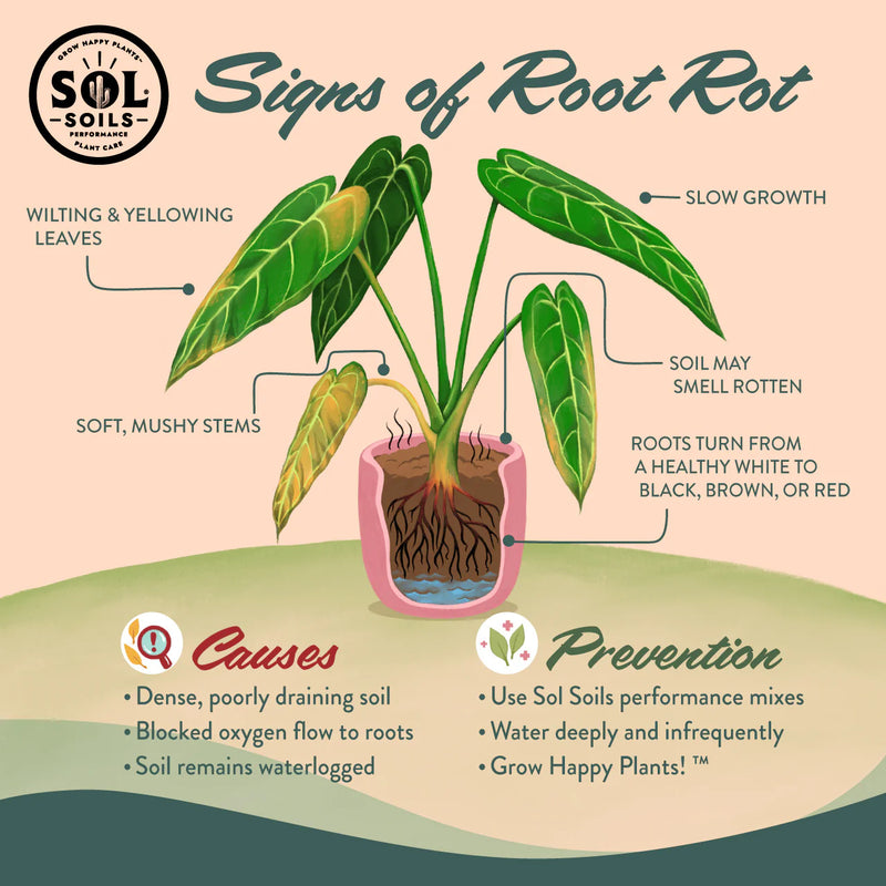 Sol Soils Chunky Perlite Soil - Amendment for Aroids, Orchids & Custom Mixes