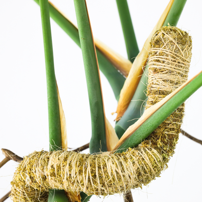 Close-up of a Bendable Moss Pole curved to support bird of paradise stems