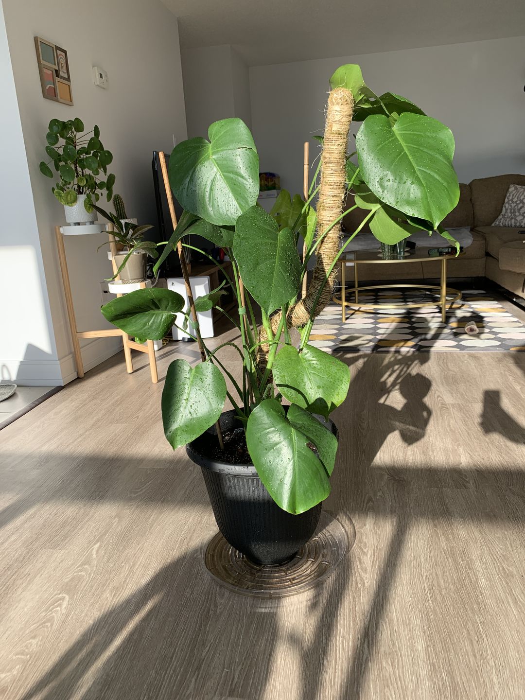 Moss boards Q57 22-23　MOSS STICK 30_Bendable_Moss_Pole_Thin_9b2