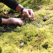 Natural Canadian Forest Moss - Revita-Moss (Pleurozium schreberi) - Mossify