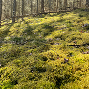 Natural Canadian Forest Moss - Revita-Moss (Pleurozium schreberi) - Mossify