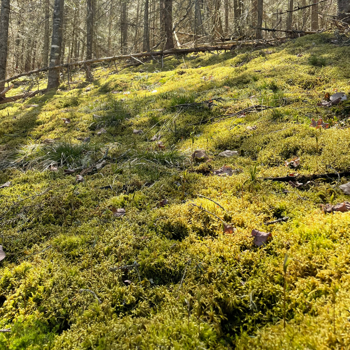 Mousse de forêt naturelle (Pleurozium schreberi)