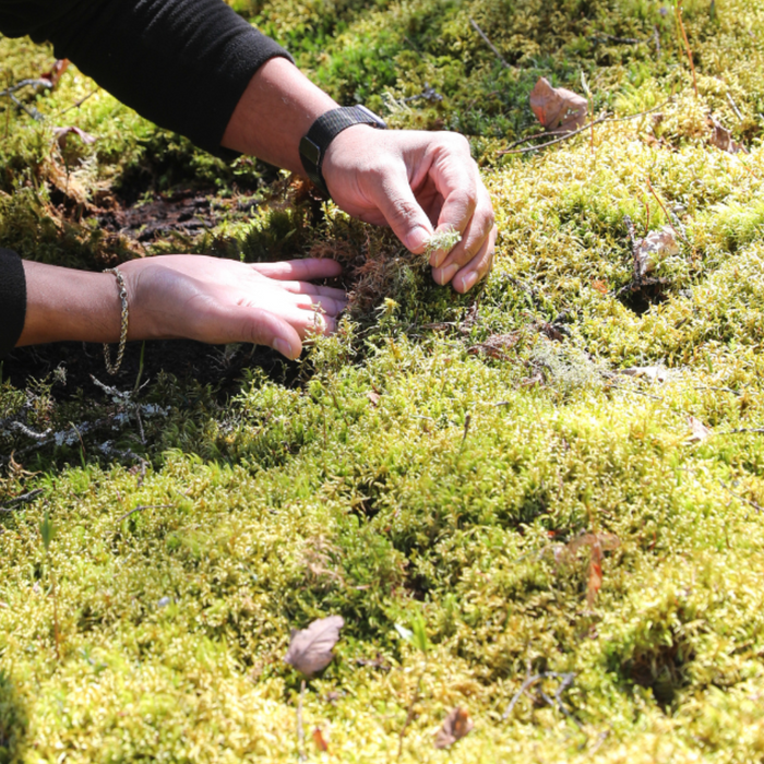 Mousse de forêt naturelle (Pleurozium schreberi)